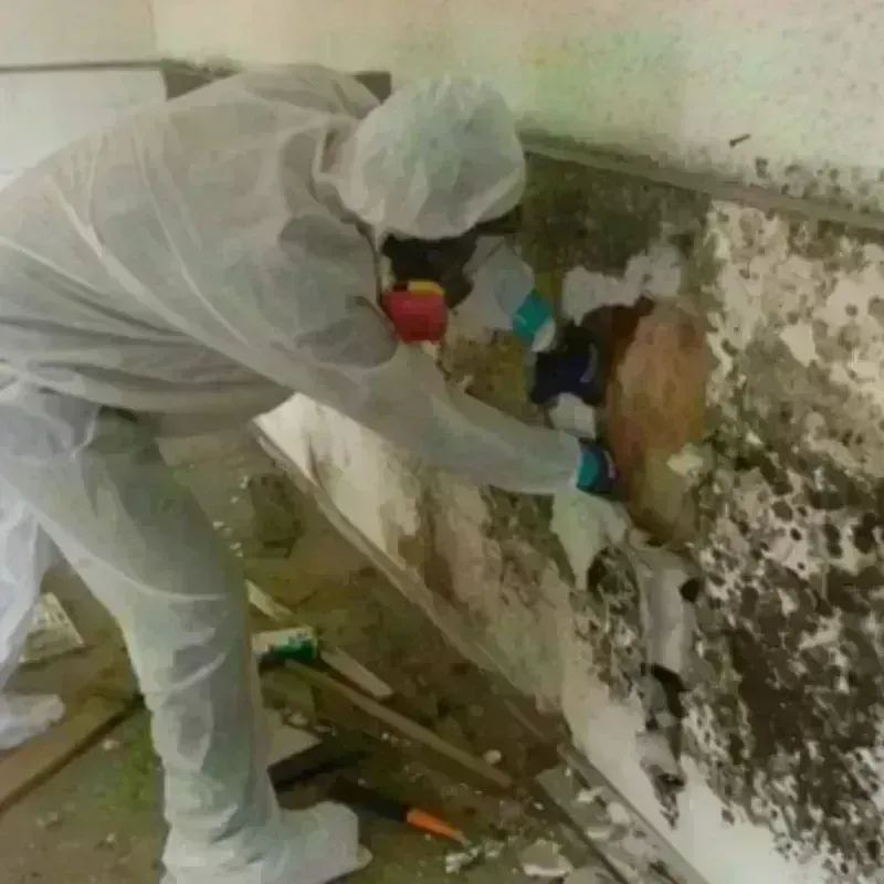 Mold Remediation and Removal in Edenton, NC